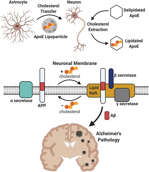 amyloid plaque green chanel|Blockade of brain alkaline phosphatase efficiently reduces .